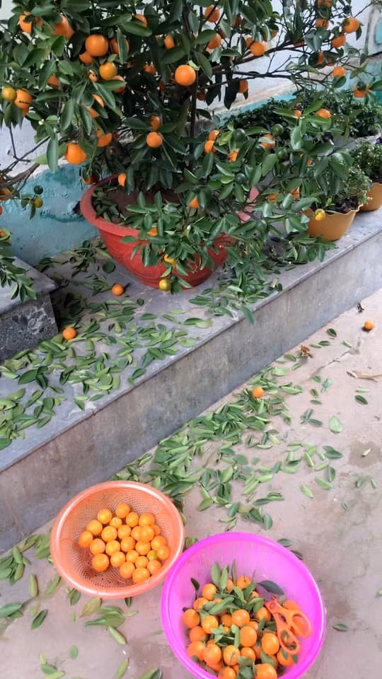 Bên dưới bài đăng, cư dân mạng đã để lại những bình luận hài hước rằng: "Nhìn cảnh này có khi vừa tức vừa buồn cười ý, đáng yêu thế không biết", "Giống nhà mình đợt đi mua quýt cảnh, kể từ đó không thấy có cây quýt nào trong nhà nữa, chưa hết mùng 1 con cháu đã vặt hết xuống."....