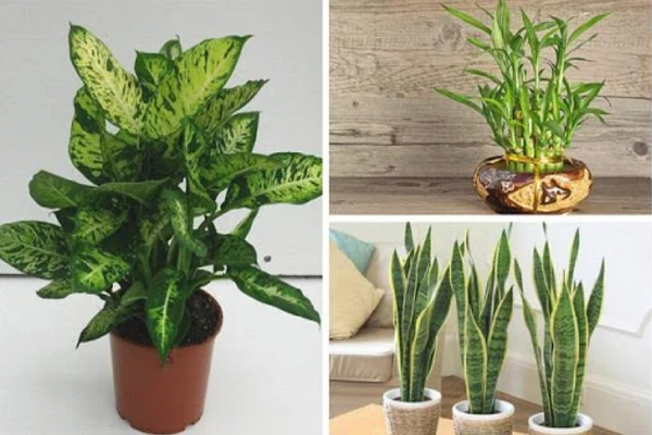 Gia chu muon phat tai dung quen trong 5 loai cay nay trong nha