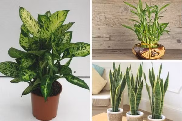 Gia chu muon phat tai dung quen trong 5 loai cay nay trong nha