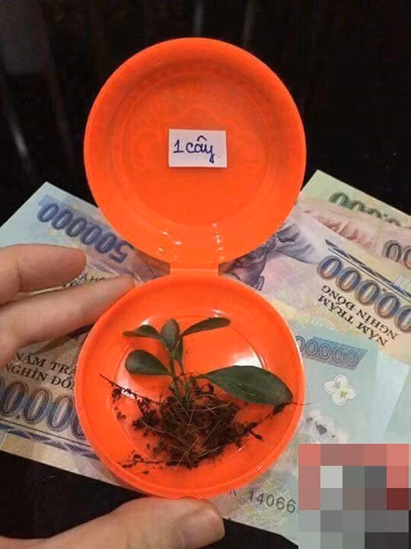 Chạy ra vườn, người chồng đã có 1 “cây” tặng vợ trong ngày Thần Tài.