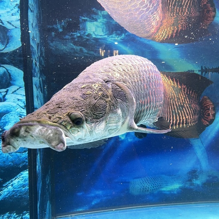 Đáng nói, cá hải tượng long lại không hề "ăn chay" và là nỗi khiếp sợ của nhiều loài cá nhỏ hơn.