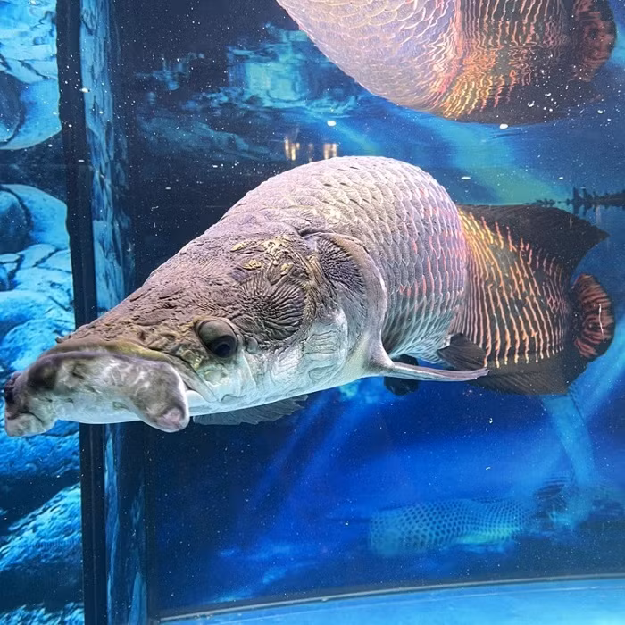 Đáng nói, cá hải tượng long lại không hề "ăn chay" và là nỗi khiếp sợ của nhiều loài cá nhỏ hơn.