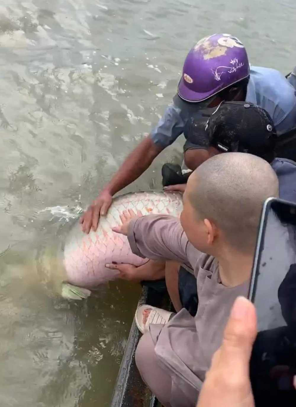 Theo đó, cá hải tượng long là một trong những loài cá nước ngọt lớn nhất thế giới, thường sinh sống ở sông Amazon vùng nhiệt đới Nam Mỹ. Độ dài của loài cá này có thể đạt tới 2m, thậm chí là hơn.