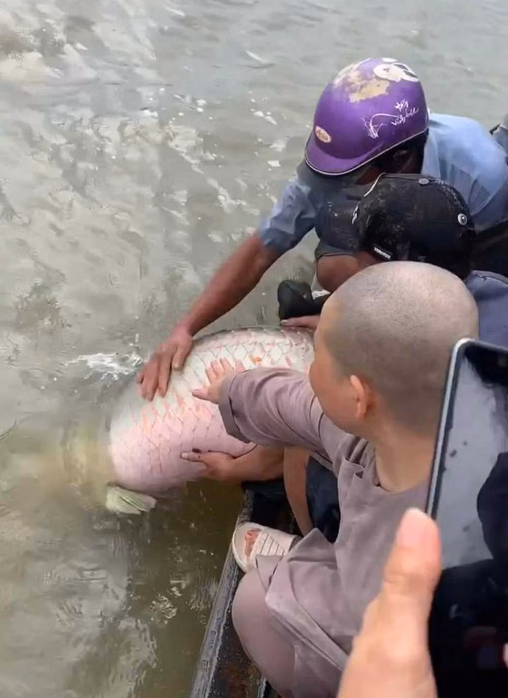 Theo đó, cá hải tượng long là một trong những loài cá nước ngọt lớn nhất thế giới, thường sinh sống ở sông Amazon vùng nhiệt đới Nam Mỹ. Độ dài của loài cá này có thể đạt tới 2m, thậm chí là hơn.