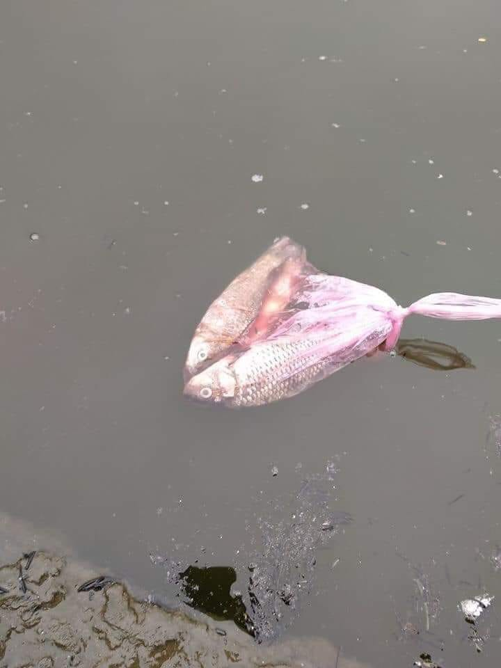 Trong dịp lễ Vu Lan báo hiếu năm nay, nhiều người cũng đã đến chùa cầu nguyện, thả cá, phóng sinh chim. Đây được xem là một phong tục thường diễn ra vào tháng 7 Âm lịch hàng năm.