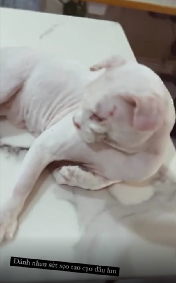 Mới đây, Linh Ngọc Đàm đã lấy lại được tâm trạng thoải mái khi vui đùa cùng thú cưng từ mèo đến chó, đi dạo phố, uống "tà tưa" cùng streamer Quang Cuốn, đồng thời để lại dòng cap: "Không có gì quý giá hơn sự bình yên."