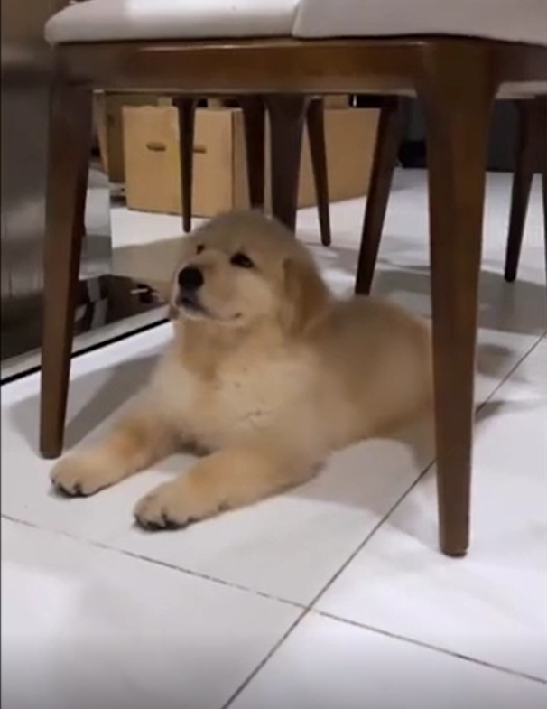 Thậm chí, nhiều người còn cho rằng với động thái trên nữ streamer này đã lấy lại hình ảnh thoải mái, tự tin thường ngày.