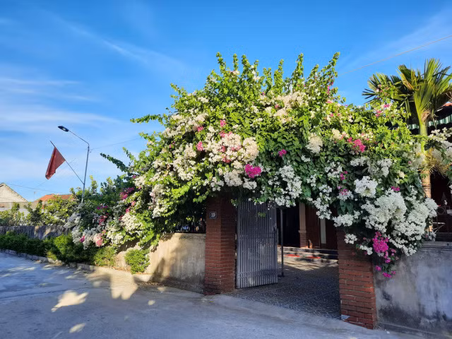 Dàn hoa giấy trước cổng ai nhìn cũng thích mắt.