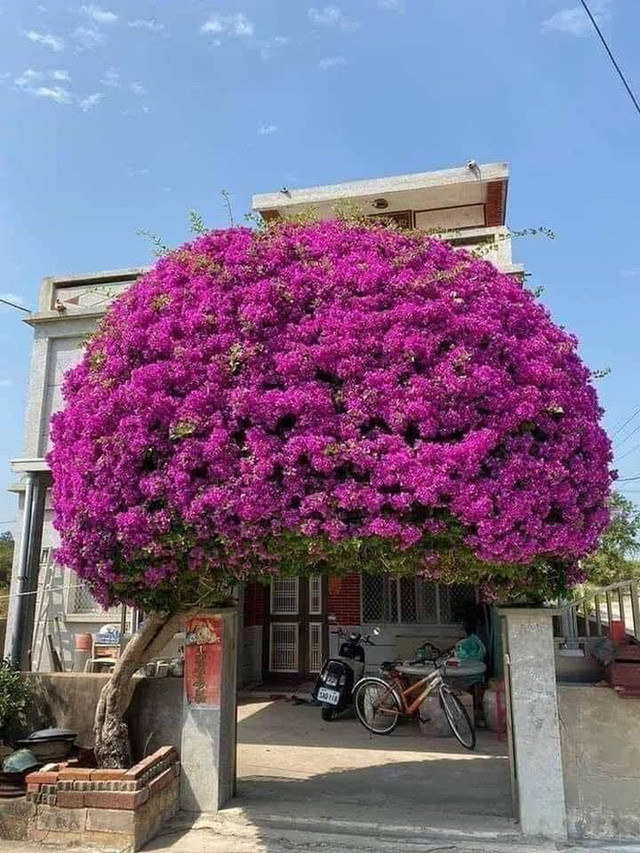 Tạo hình độc lạ của cây hoa giấy khiến người xem không thể rời mắt.