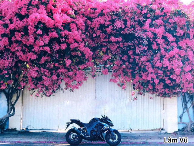 Gốc hoa giấy từng nổi tiếng tại Vũng Tàu được dân mạng thi nhau khoe ảnh.