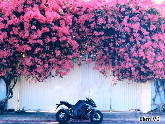 Gốc hoa giấy từng nổi tiếng tại Vũng Tàu được dân mạng thi nhau khoe ảnh.