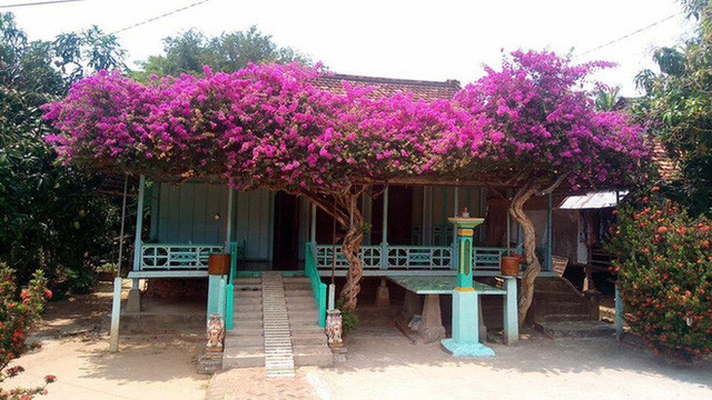 Không chỉ vậy, những giàn hoa giấy hoành tráng càng mang đến không gian yên bình, lãng mạn cho những ngôi nhà nhỏ vùng quê.