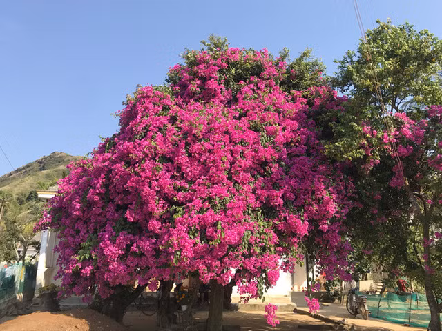 Chụp 1 chiếc ảnh và khoe lên mạng xã hội sẽ mang về cho khổ chủ không ít lượng tương tác đây.