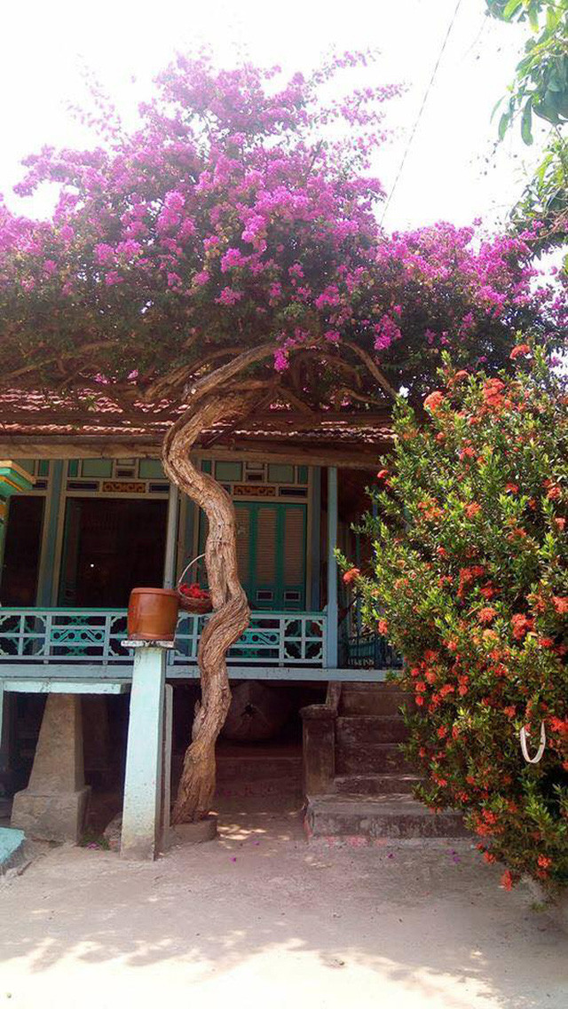  Hoa giấy đang vào mùa nở rộ ở nhiều địa phương trên cả nước. Dưới cái nắng hè rực rỡ, hoa giầy càng trở nên đẹp mắt trong các bức ảnh do 'nhiếp ảnh gia không chuyên' thực hiện.