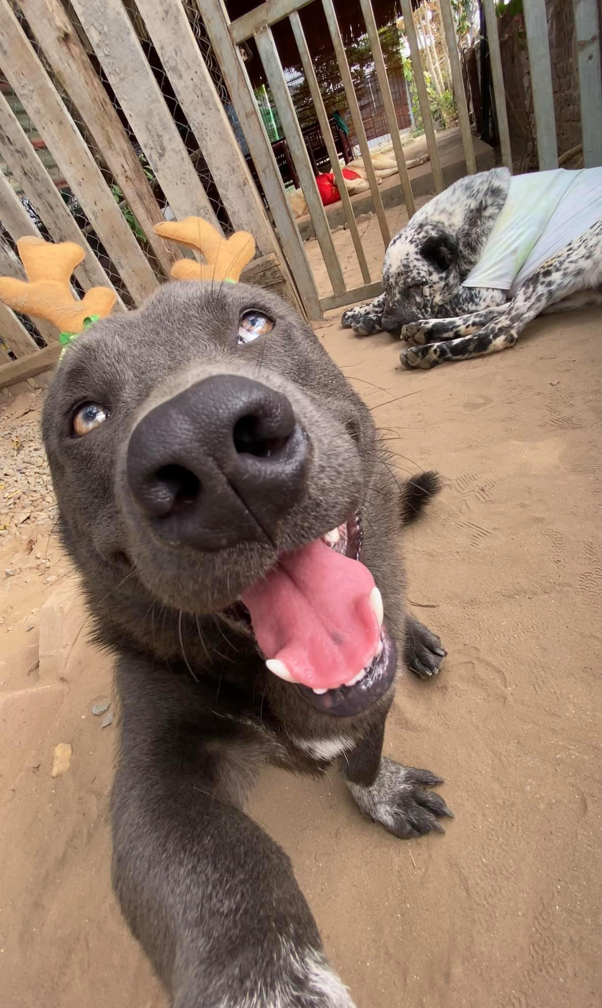 Hiện tại, ngoài Fanpage, idol Dúi còn sở hữu một kênh Tiktok cả trăm ngàn người theo dõi, nhận được trả triệu lượt thả tim của fans từ khắp nơi.