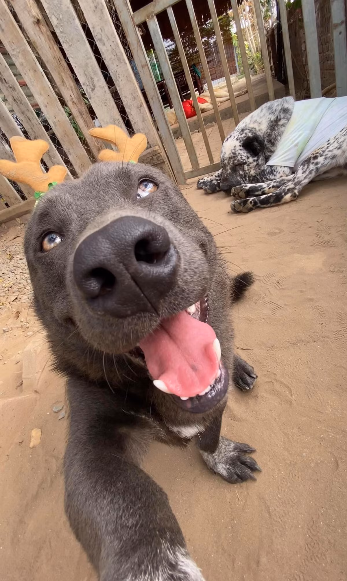 Hiện tại, ngoài Fanpage, idol Dúi còn sở hữu một kênh Tiktok cả trăm ngàn người theo dõi, nhận được trả triệu lượt thả tim của fans từ khắp nơi.