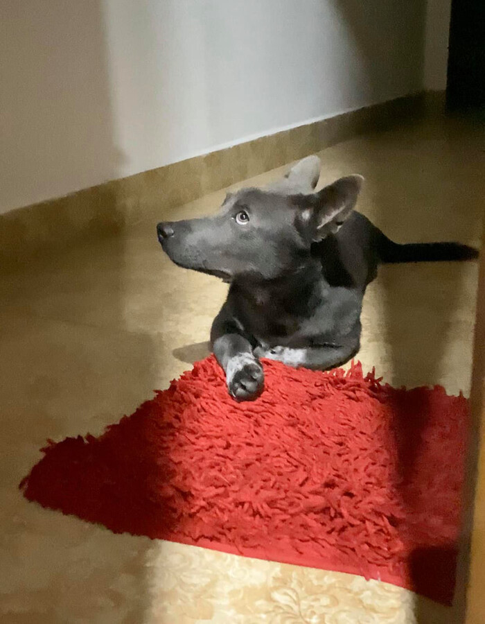 Dù không còn gương mặt dễ thương nhưng những biểu cảm của Dúi vẫn khiến nhiều người phải cười và thả tim nhiệt tình.