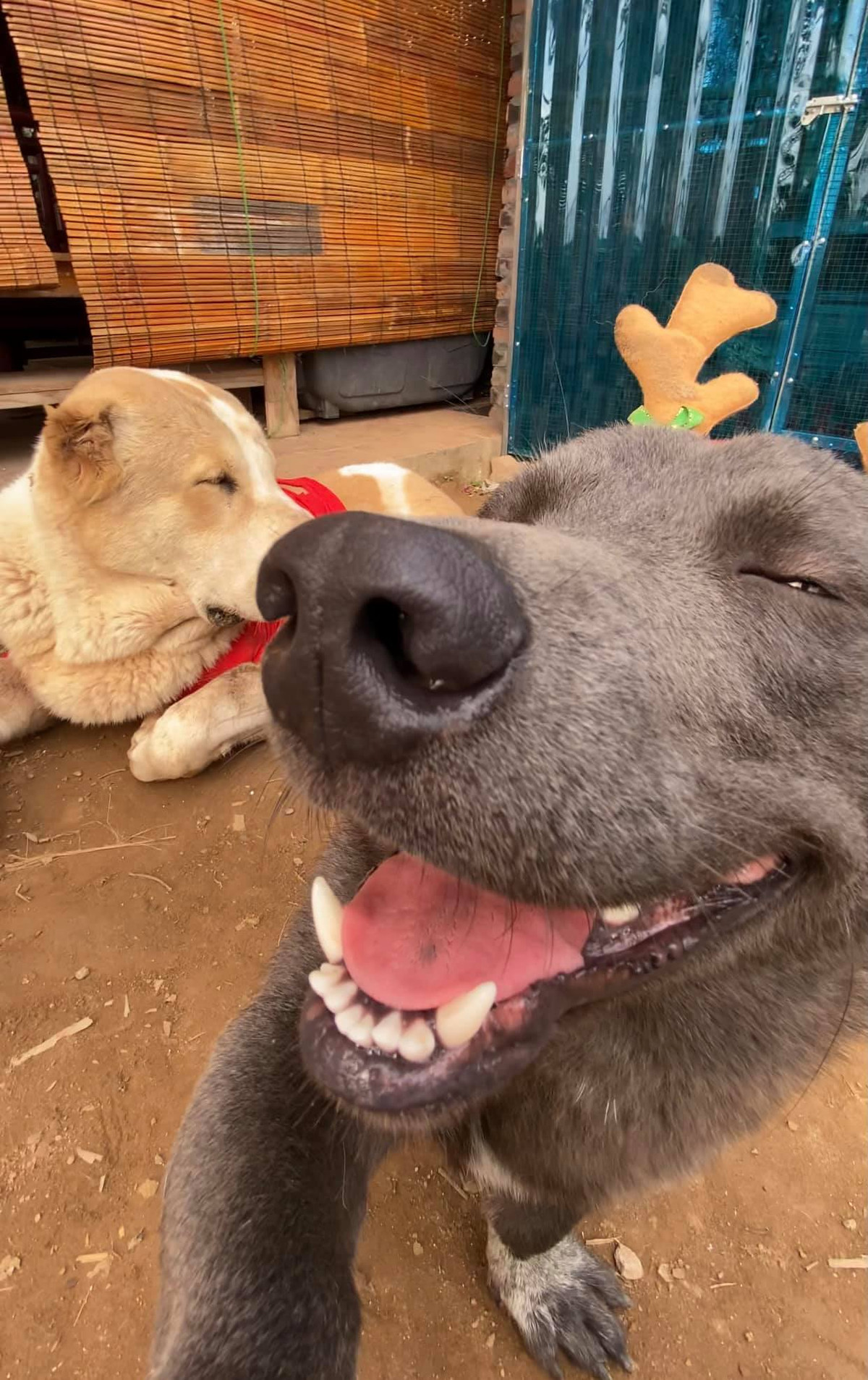 Lớn lên, Dúi không còn vẻ dễ thương ngày nào. Nhưng với các fan cứng của chú chó này vẫn đủ yêu thương, để lại bình luận: "nhìn yêu lắm".