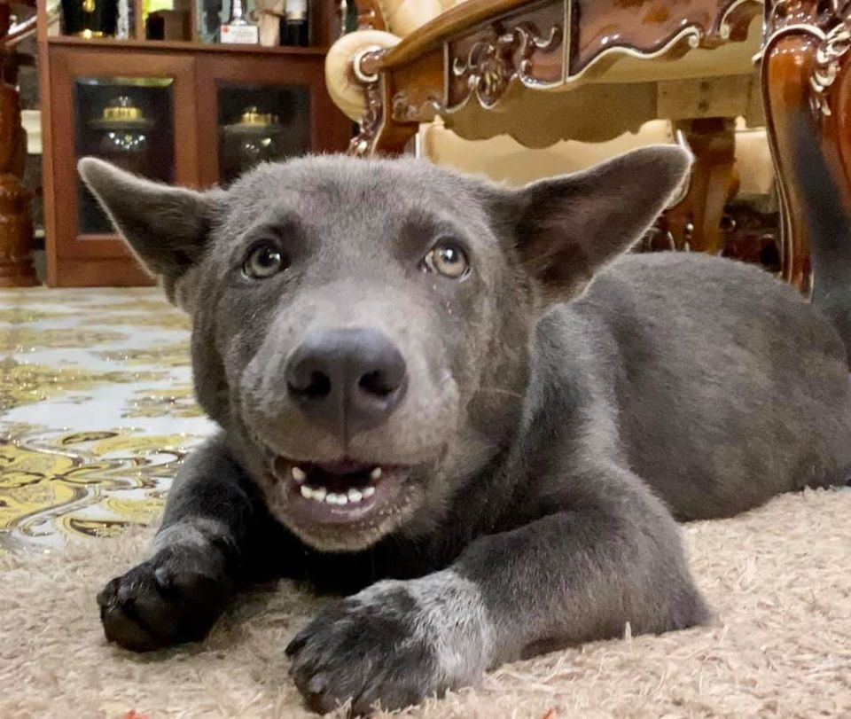 Trong các clip mới nhất, idol thú cưng một thời được nhận xét "nhìn là muốn ôm một cái" và độ nghịch ngợm đang có dấu hiệu tăng lên.