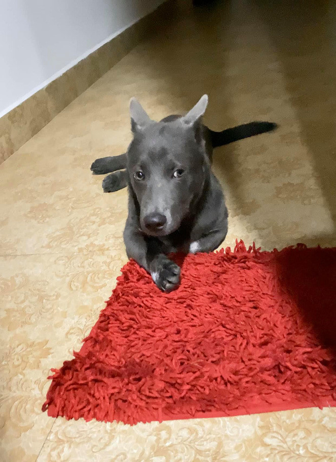 Cùng ngắm thêm những hình ảnh siêu dễ thương của "idol thú cưng" Nguyễn Văn Dúi.