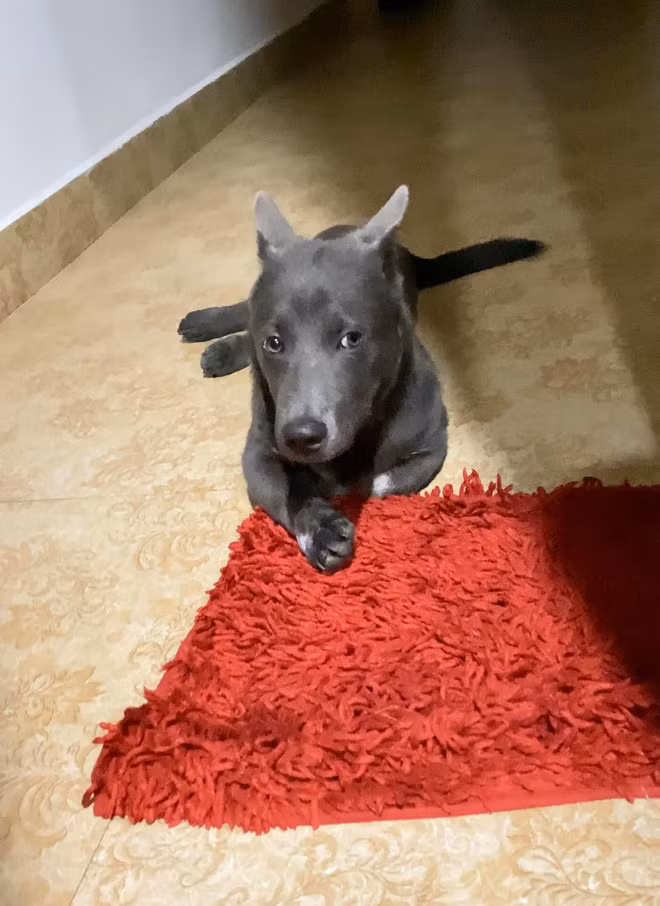 Cùng ngắm thêm những hình ảnh siêu dễ thương của "idol thú cưng" Nguyễn Văn Dúi.