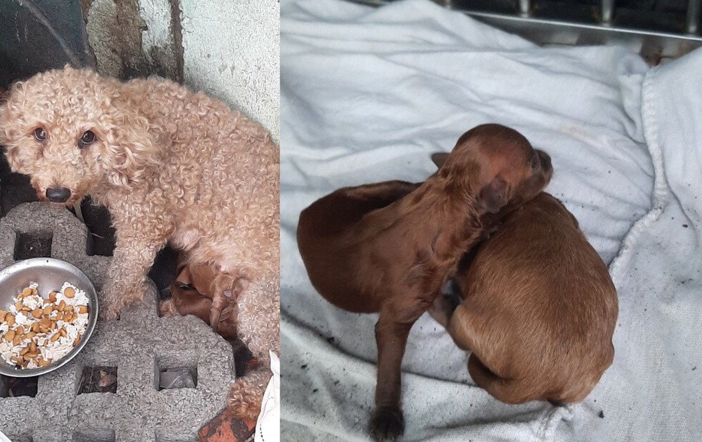 “Vaccine nghia tinh” cua nguoi Sai Gon giua vung phong toa-Hinh-3