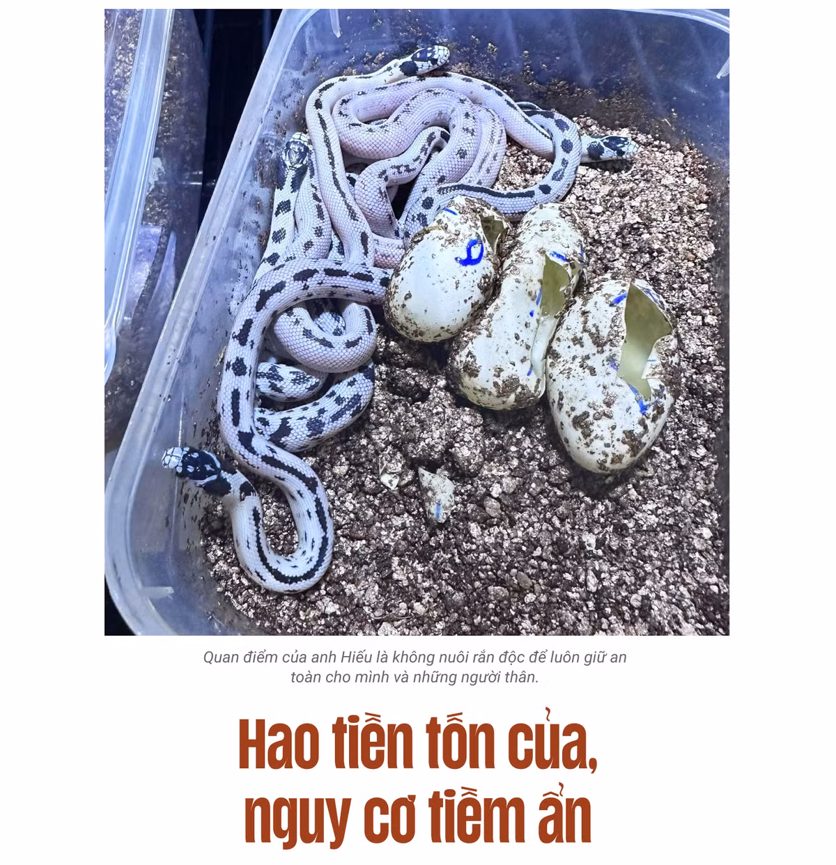 GIOI TRE CHI TIEN TRIEU NUOI RAN LAM THU CUNG-Hinh-6