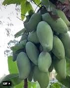 Tất nhiên, đó chỉ là đùa thôi, chứ xoài trong vườn nhà mình thì ai làm gì được.