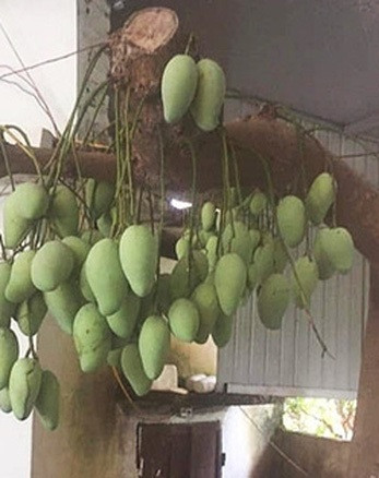 Không chỉ sai quả, nhiều cây xoài "phản chủ".