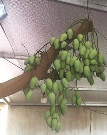 Dù không trồng nhưng nhiều vị hàng xóm số hưởng vẫn có xoài để ăn.