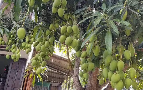 Thế nhưng bên cạnh trầm trồ với cây xoài sai trĩu quả, rất nhiều cư dân mạng lại lo lắng cho "chủ thớt".