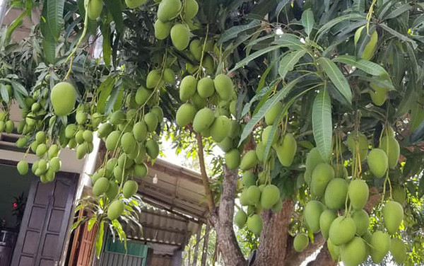 Thế nhưng bên cạnh trầm trồ với cây xoài sai trĩu quả, rất nhiều cư dân mạng lại lo lắng cho "chủ thớt".