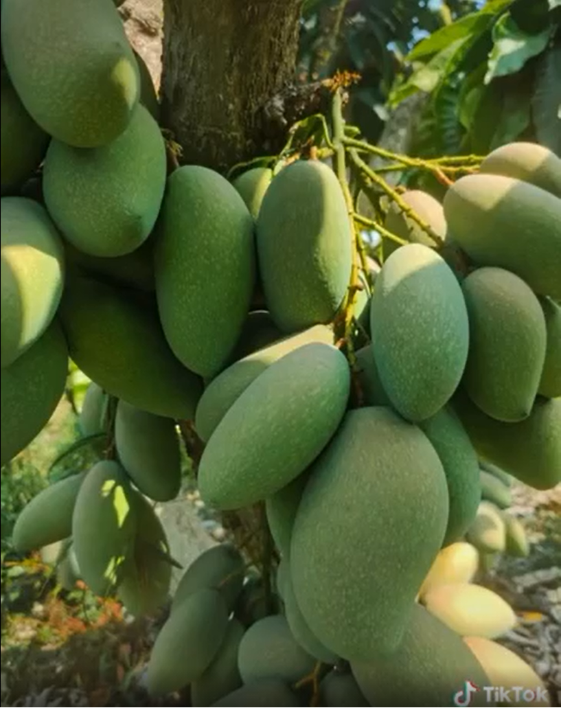 Các quả xoài xanh, to đã mắt thế kia mà chấm muối ớt thì còn gì bằng? Đã vậy, clip lại còn có thêm những âm thanh ăn xoài giòn sần sật thế thì ai mà chịu được chứ?