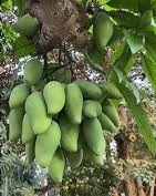 Trước đó, không ít lần các dân mạng khoe những cây xoài khoe lúc lỉu khiến ai nhìn cũng phát thèm.