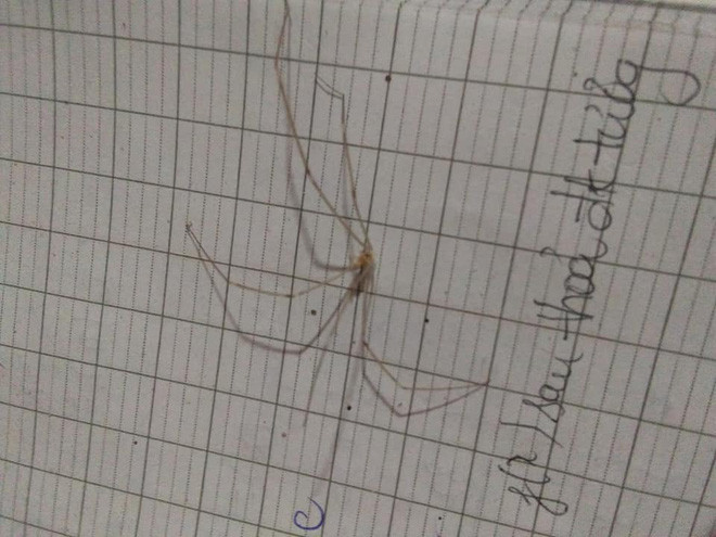 Ngoài mối, mọt thì nhện, gián cũng là những thành phần hỏi thăm sách vở của các bạn học sinh trong kì nghỉ dịch COVID-19.