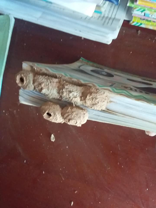 Mới đây, vì quá nhớ trường lớp, bạn bè, nhớ các tiết học, một số bạn trẻ đã lôi sách vở và cặp ra cho nguôi ngoai bởi kì nghỉ học vì dịch COVID-19 quá dài. Và rồi, nhiều người mới khóc dở mếu dở vì nấm mốc đen xì, thậm chí trứng côn trùng đã ngự trị nơi trang giấy trắng từ hôm nào.