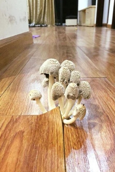 Trước đó, một gia đình cũng chứng kiến cảnh một cây nấm mọc giữa sàn gỗ.