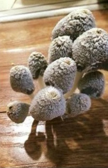 Cây nấm này mọc từ kẽ sàn gỗ vươn lên.