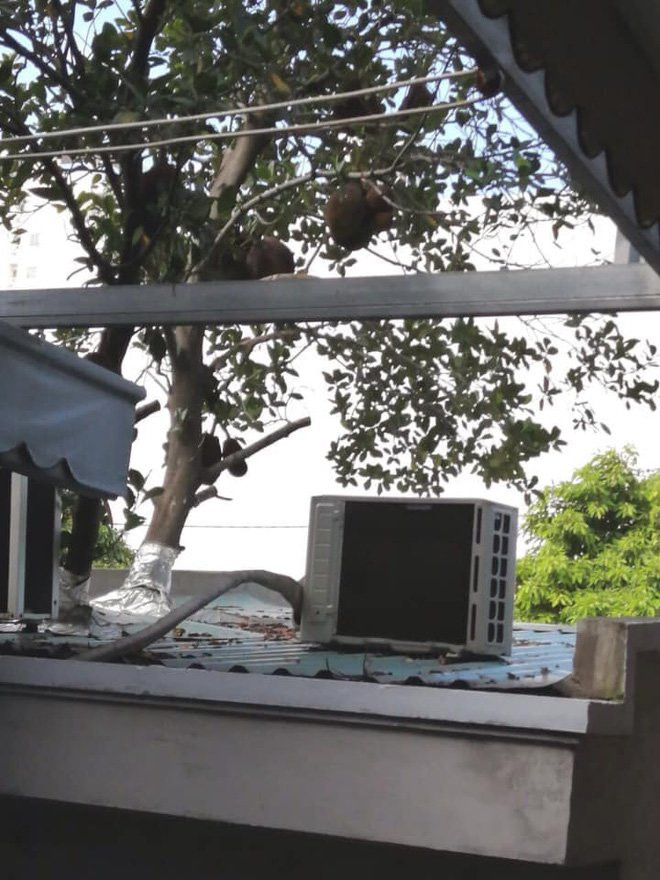 Hình ảnh cây mít mọc trong nhà từng khiến nhiều người bàn tán.