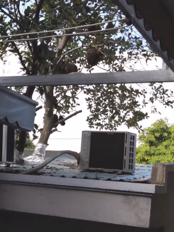 Hình ảnh cây mít mọc trong nhà từng khiến nhiều người bàn tán.