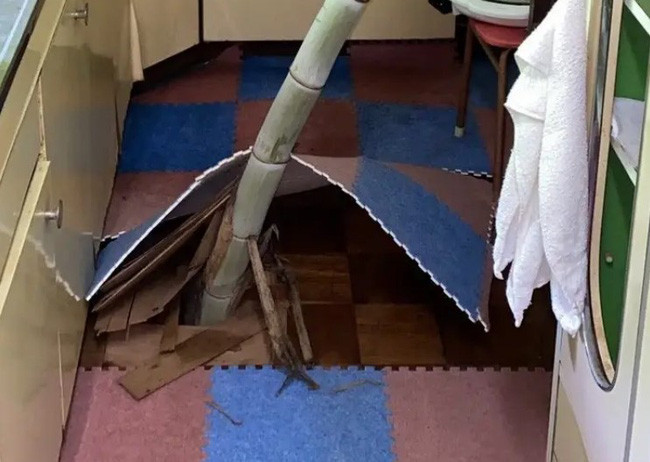 Cây tre này mọc giữa nhà lật tung cả phần gỗ lát nền lên. Cành cây vươn ra tua tủa nhưng nó đang uốn mình về phía cửa sổ để đón ánh nắng mặt trời.