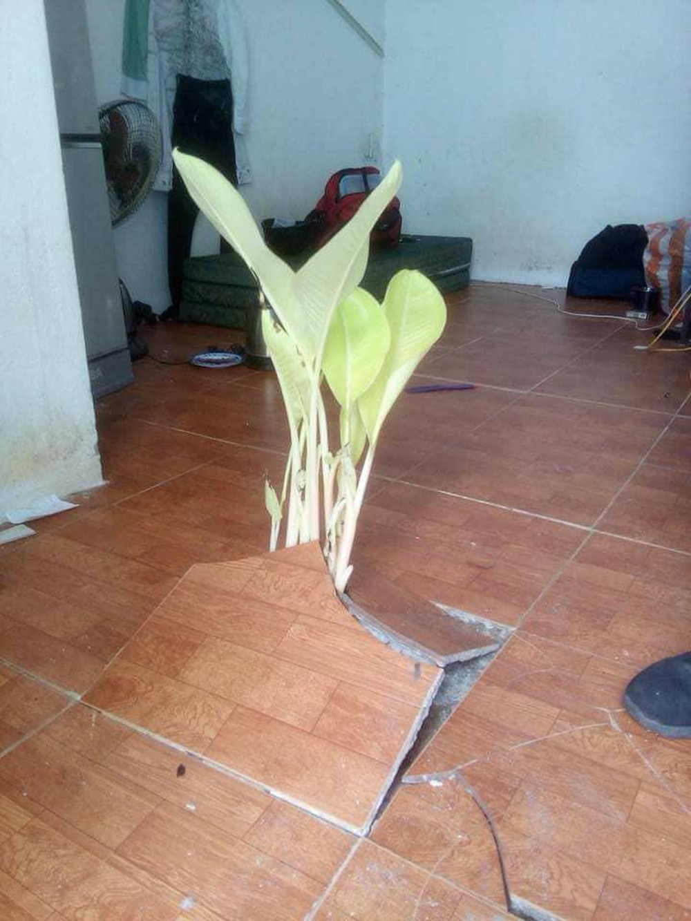 Chưa rõ cây này là giống gì những nhiều dân mạng phải thừa nhận rằng sức sống của nó quá mãnh liệt, đến sàn bê tông còn lật tung.