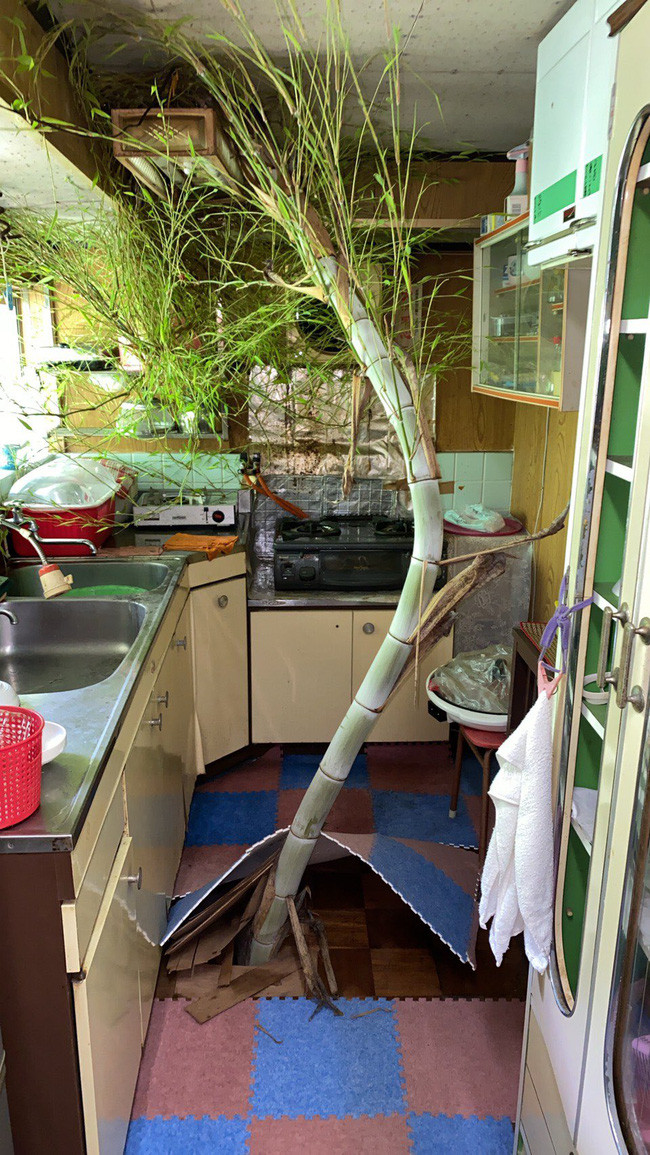 Được biết hình ảnh này được chụp tại 1 nhà dân ở Nhật Bản. Người đàn ông không về thăm nhà cũ của ba mẹ trong vòng 1 tháng. Và ngay khi quay trở lại, anh ta đã hốt hoảng khi có "người bạn kì lạ" ghé thăm.