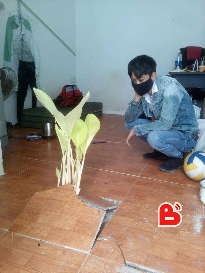 Trước đó, tại Việt Nam một chàng trai từng hoảng hốt khi phát hiện một cái cây mọc trong nhà lật tung cả sàn gạch.