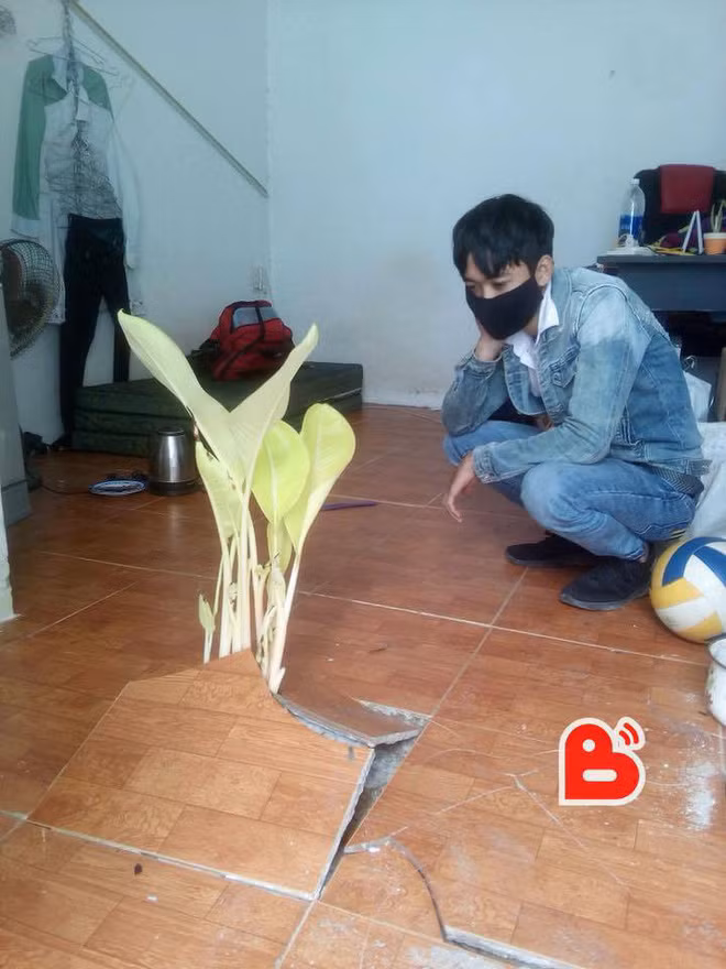 Trước đó, tại Việt Nam một chàng trai từng hoảng hốt khi phát hiện một cái cây mọc trong nhà lật tung cả sàn gạch.