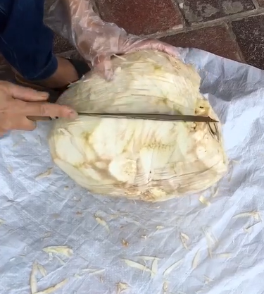 Bởi thế, thấy cô nàng trong clip sau đây đem quả mít nhìn là biết còn xanh ra vòi nước bổ, nhiều người đã hú hét ngăn cản.