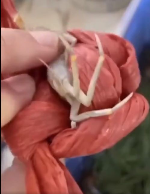 Câu chuyện dây buộc cua không còn xa lạ, ví dụ con của 5 lạng thì 4 lạng là dây là điều từng khiến nhiều người khóc ròng. Và cô gái trên là minh chứng rõ ràng nhất.