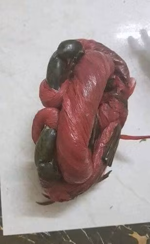 Tuy nhiên, cũng có vài ý kiến cho rằng đây có lẽ chỉ là một clip mang tính giải trí. Bởi cuối tháng đã hết tiền mà còn ráng mua con cua bé tí này thì người mua phải trả tiền dây là chính chứ tiền cua thì có đáng là bao.