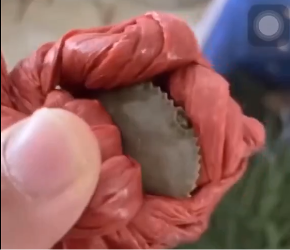 Tuy có kích thước siêu nhỏ nhưng xem ra nó cũng được buộc lại đúng tiêu chuẩn của người bán cua. Theo như chủ nhân clip chia sẻ thì vì hết tiền rồi nên đành phải ăn tạm cua size bé thôi.