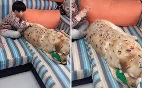 Thay vì dán sticker lên tường hay tủ lạnh, cậu bé đã biến chú chó thành một tác phẩm.